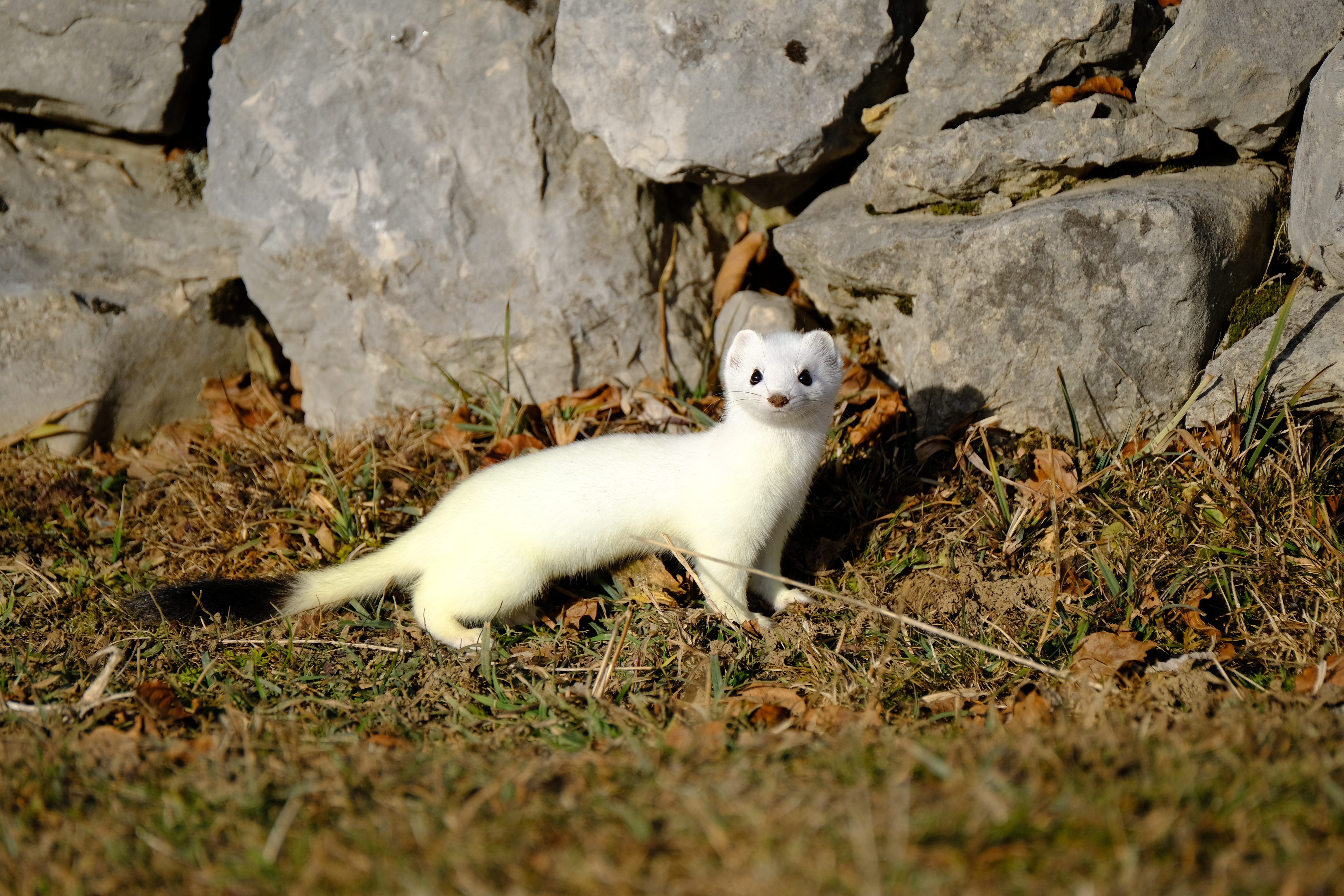 Ermine on the alert